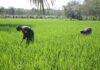 Babinsa 426-05 PA, Turun ke Sawah, Bantu Petani Tingkatkan Ketahanan Pangan*