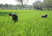 Babinsa 426-05 PA, Turun ke Sawah, Bantu Petani Tingkatkan Ketahanan Pangan*