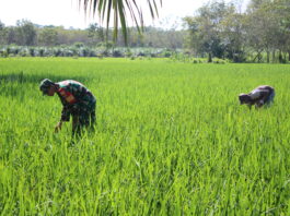 Babinsa 426-05 PA, Turun ke Sawah, Bantu Petani Tingkatkan Ketahanan Pangan*