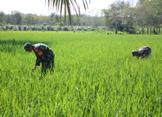 Babinsa 426-05 PA, Turun ke Sawah, Bantu Petani Tingkatkan Ketahanan Pangan*