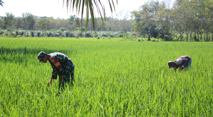 Babinsa 426-05 PA, Turun ke Sawah, Bantu Petani Tingkatkan Ketahanan Pangan*