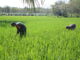 Babinsa 426-05 PA, Turun ke Sawah, Bantu Petani Tingkatkan Ketahanan Pangan*