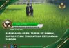 Babinsa 426-05 PA, Turun ke Sawah, Bantu Petani Tingkatkan Ketahanan Pangan