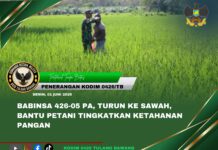 Babinsa 426-05 PA, Turun ke Sawah, Bantu Petani Tingkatkan Ketahanan Pangan