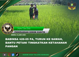 Babinsa 426-05 PA, Turun ke Sawah, Bantu Petani Tingkatkan Ketahanan Pangan