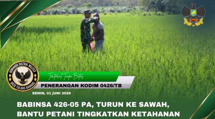 Babinsa 426-05 PA, Turun ke Sawah, Bantu Petani Tingkatkan Ketahanan Pangan
