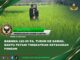 Babinsa 426-05 PA, Turun ke Sawah, Bantu Petani Tingkatkan Ketahanan Pangan