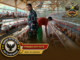 BABINSA 426-05 PENAWAR AJI LAKSANAKAN PENDAMPINGAN PETERNAKAN AYAM PETELUR, DUKUNG PROGRAM KETAHANAN PANGAN NASIONAL