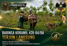 Babinsa Koramil 426-04/BA Terjun Langsung Bantu Petani Panen Singkong, Wujud Nyata Dukungan Ketahanan Pangan