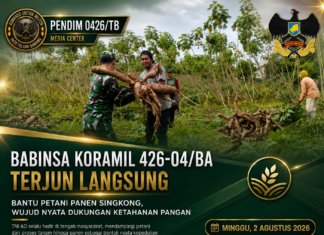 Babinsa Koramil 426-04/BA Terjun Langsung Bantu Petani Panen Singkong, Wujud Nyata Dukungan Ketahanan Pangan