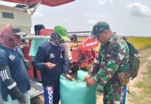 Di Tengah Panen Padi, Babinsa Hadir Menyapa dan Menguatkan Para Petani